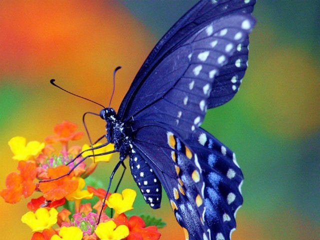 Все о бабочках в Саратове | ЗооТом портал о животных