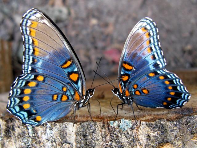 Все о бабочках в Саратове | ЗооТом портал о животных