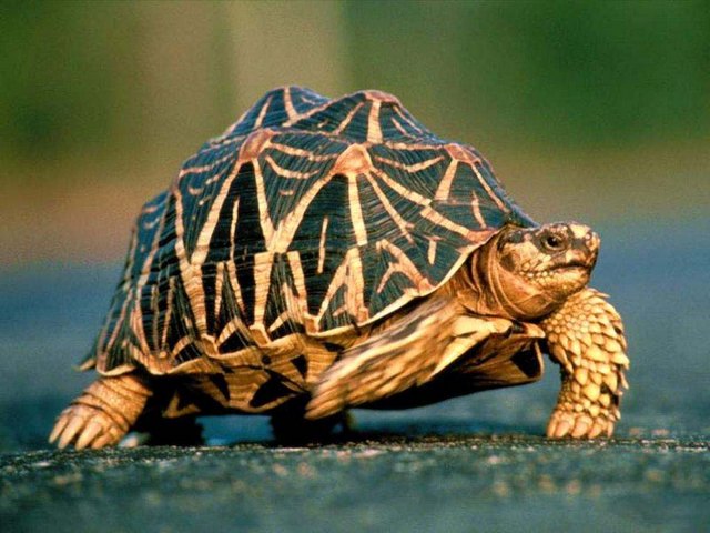 Все о черепахах в Саратове | ЗооТом портал о животных