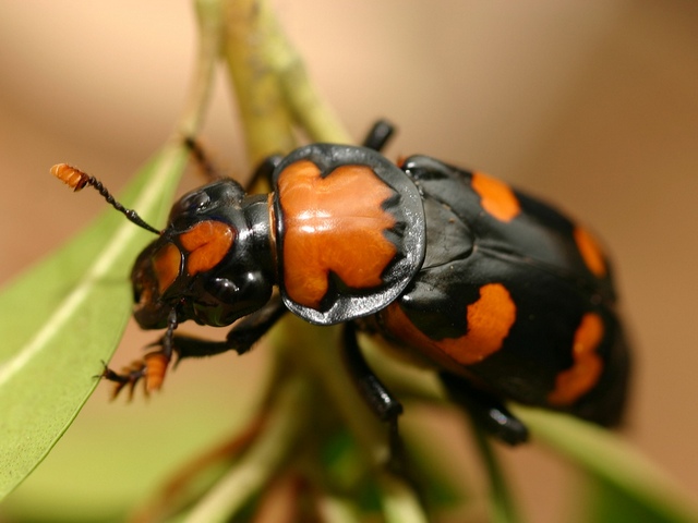 Все о жуках в Саратове | ЗооТом портал о животных
