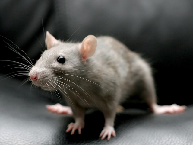 Все о крысах в Саратове | ЗооТом портал о животных