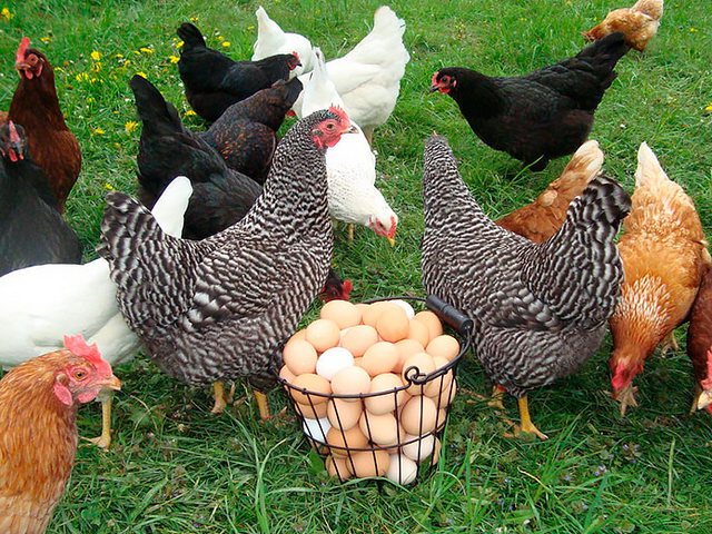 Содержание кур и уход за ними | ЗооТом - продажа, вязка и услуги для животных в Саратове