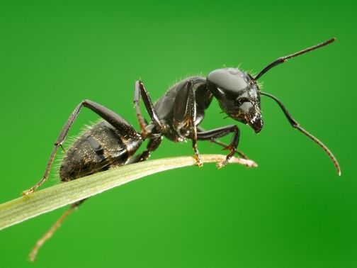 Все о муравьях в Саратове | ЗооТом портал о животных