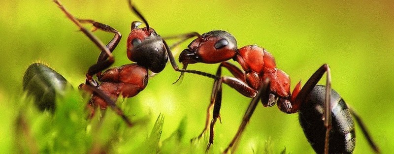 Все о муравьях в Саратове | ЗооТом портал о животных