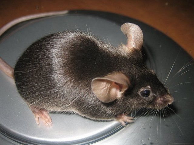 Все о мышах в Саратове | ЗооТом - продажа, вязка и услуги для животных в Саратове