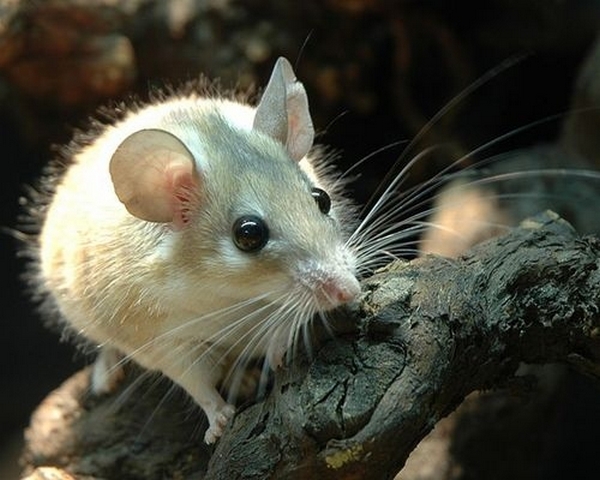 Все о мышах в Саратове | ЗооТом - продажа, вязка и услуги для животных в Саратове