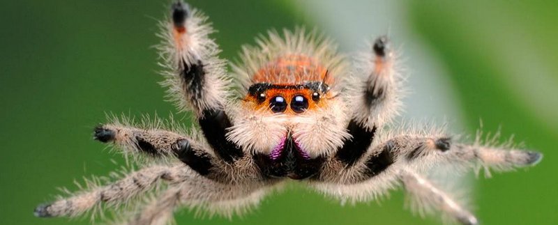 Все о пауках в Саратове | ЗооТом портал о животных