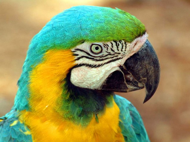 Все о попугаях в Саратове | ЗооТом портал о животных