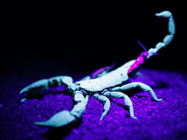 Все о скорпионах в Саратове | ЗооТом портал о животных