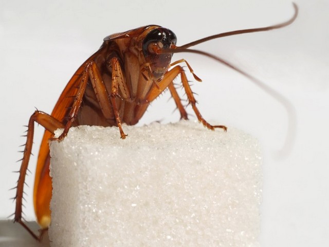 Все о тараканах в Саратове | ЗооТом портал о животных
