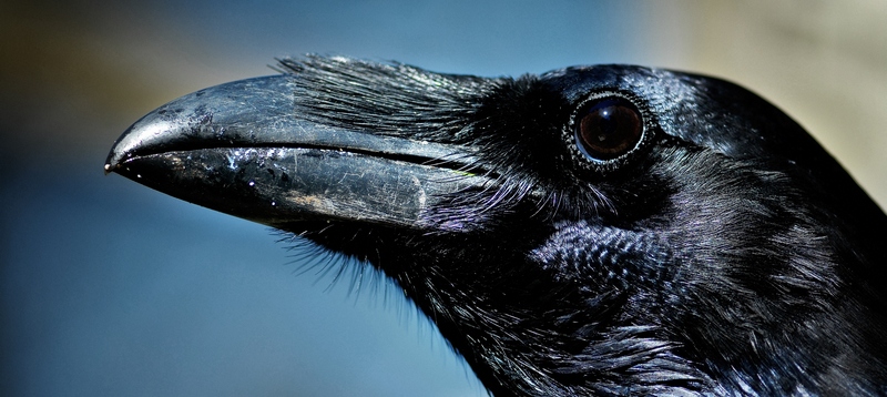 Все о воронах в Саратове | ЗооТом портал о животных