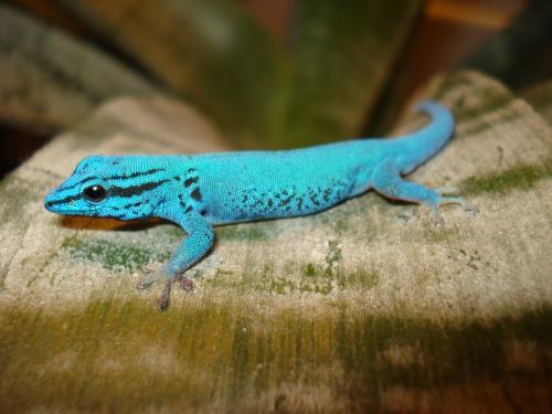 Все о гекконах в Саратове | ЗооТом портал о животных