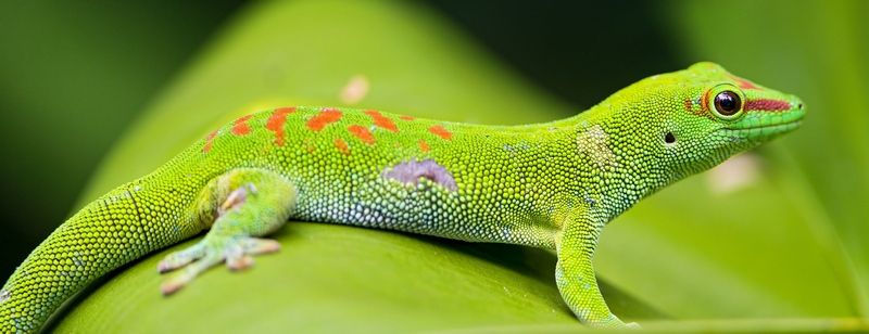 Все о гекконах в Саратове | ЗооТом портал о животных
