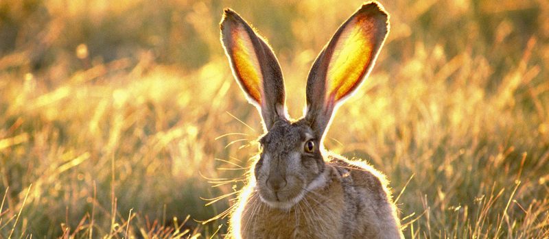 Все о зайцах | ЗооТом - продажа, вязка и услуги для животных в Саратове