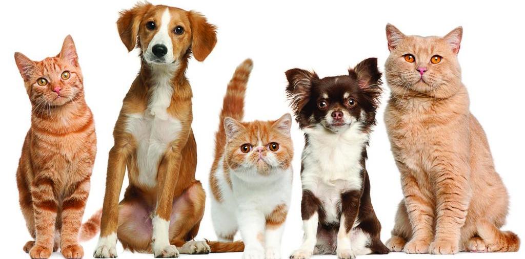 Доска объявлений о животных | ЗооТом - продажа, вязка и услуги для животных в Саратове