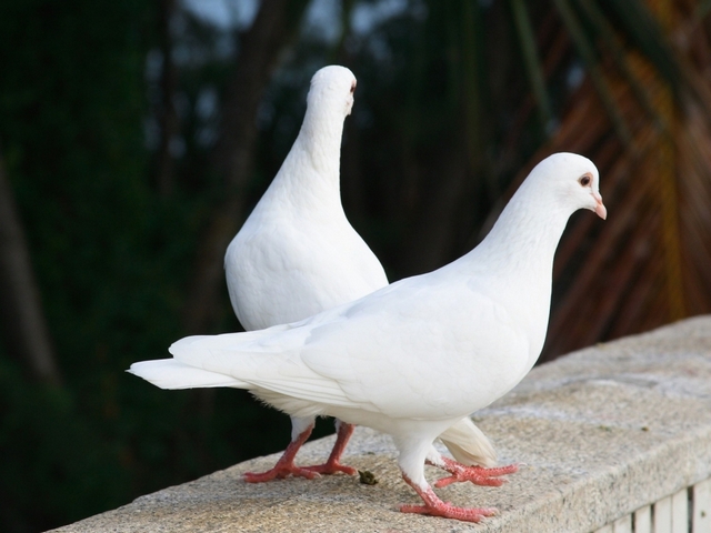 Все о голубях | ЗооТом - продажа, вязка и услуги для животных в Саратове