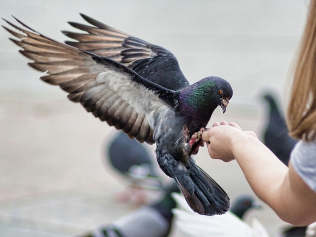 Все о голубях | ЗооТом - продажа, вязка и услуги для животных в Саратове