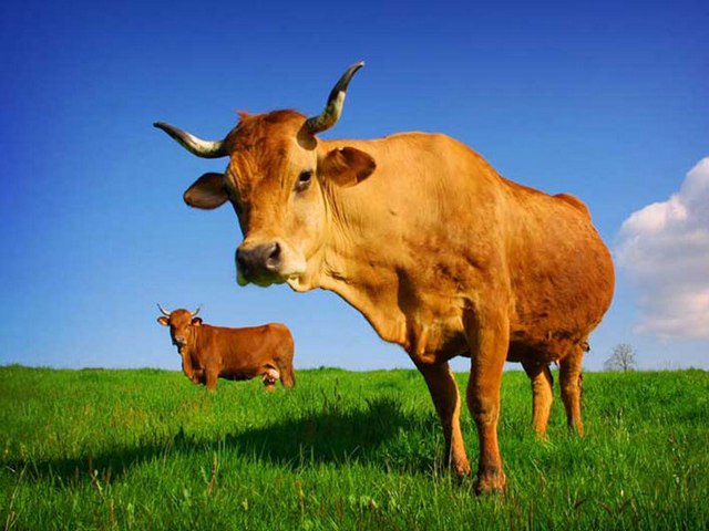 Все о коровах в Саратове | ЗооТом портал о животных