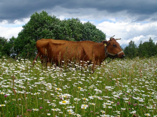 Все о коровах в Саратове | ЗооТом портал о животных