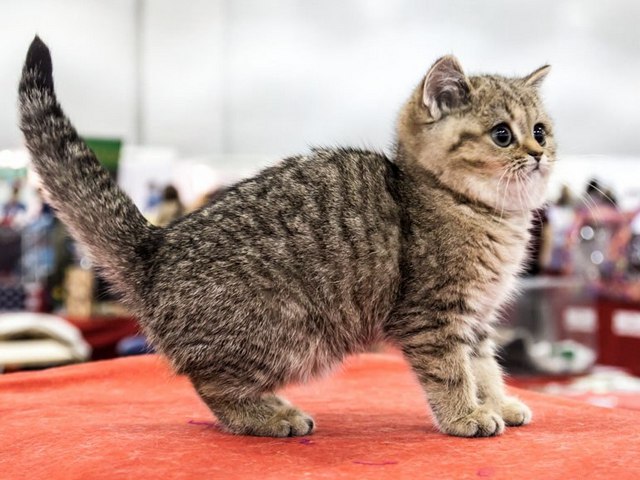Породы кошек в Саратове | ЗооТом портал о животных