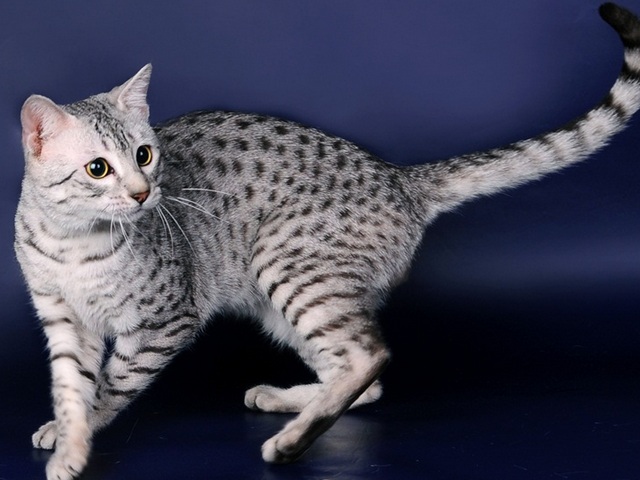 Породы кошек в Саратове | ЗооТом портал о животных