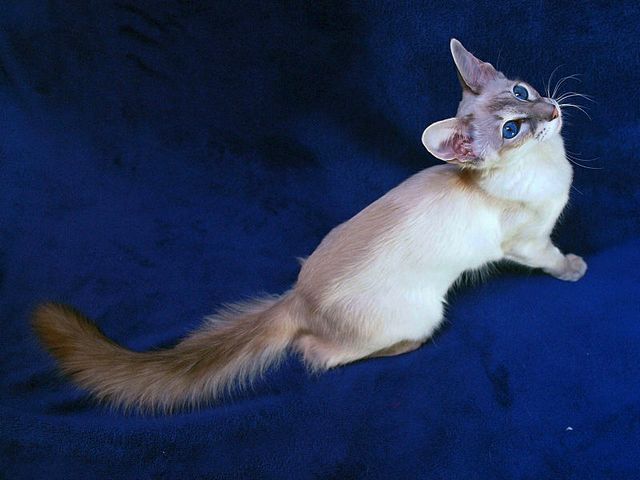 Выведенные породы кошек в Саратове | ЗооТом портал о животных