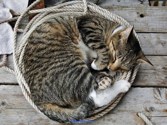 Все о кошках в Саратове | ЗооТом портал о животных