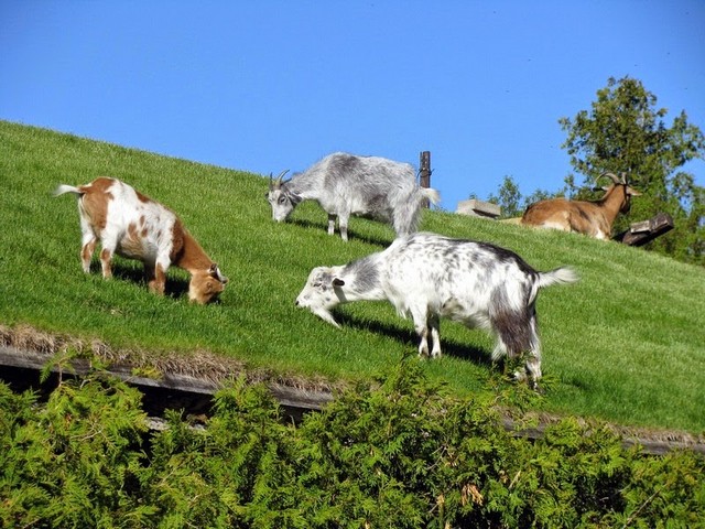 Все о козах в Саратове | ЗооТом портал о животных