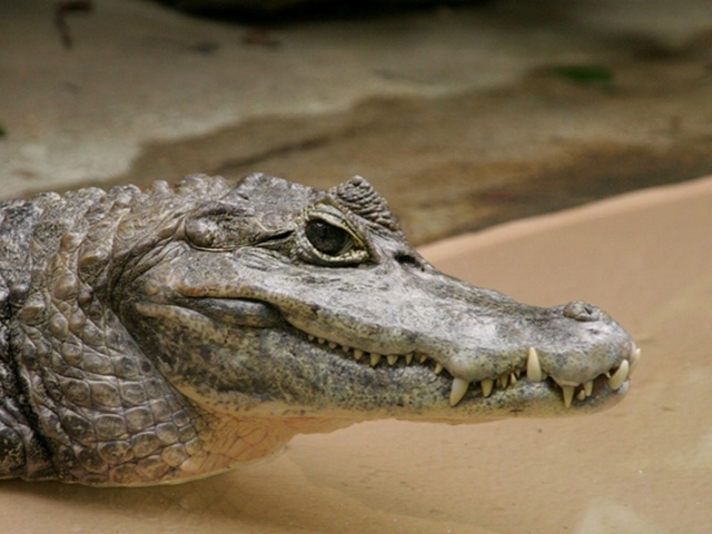 Все о крокодилах в Саратове | ЗооТом портал о животных