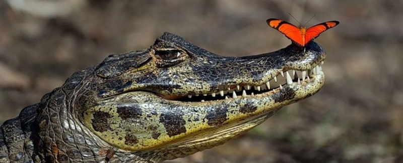Все о крокодилах в Саратове | ЗооТом портал о животных