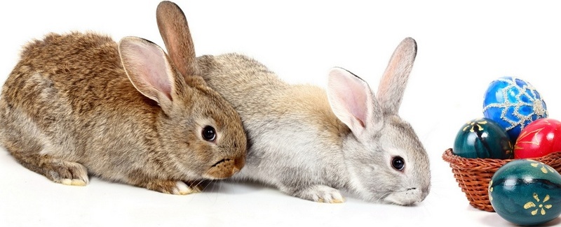 Все о кроликах в Саратове | ЗооТом портал о животных