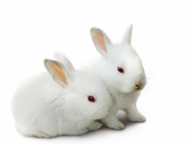 Все о кроликах в Саратове | ЗооТом портал о животных
