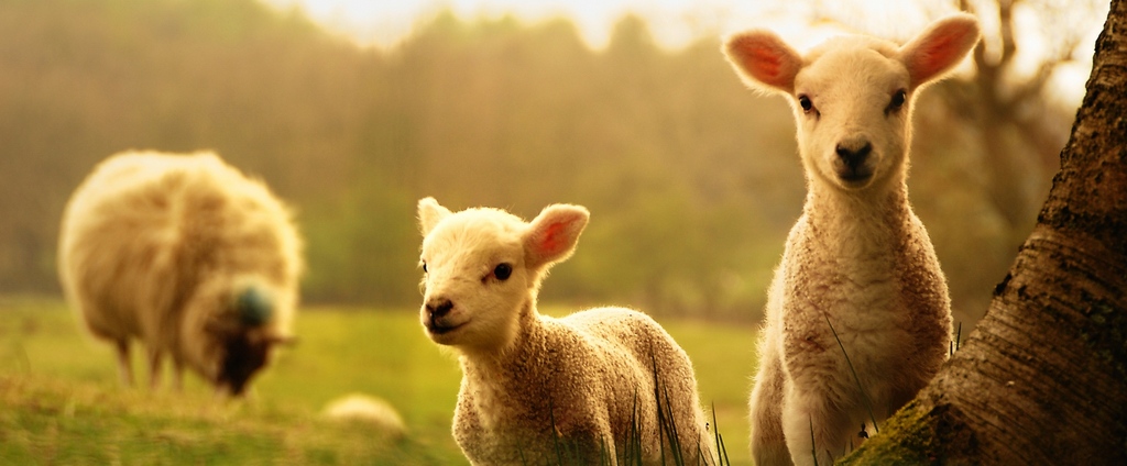 Объявления о сельскохозяйственных животных | ЗооТом - продажа, вязка и услуги для животных в Саратове