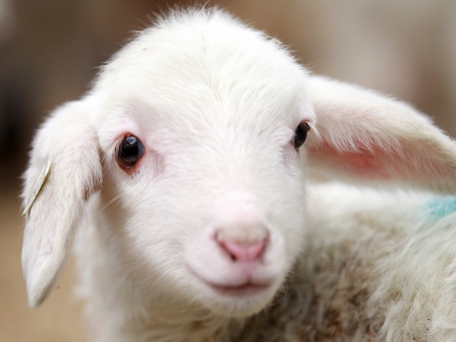 Овцы и бараны в Саратове | ЗооТом портал о животных