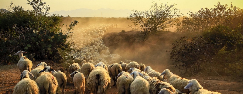 Все об овцах в Саратове | ЗооТом портал о животных