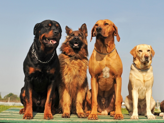 Крупные породы собак в Саратове | ЗооТом портал о животных