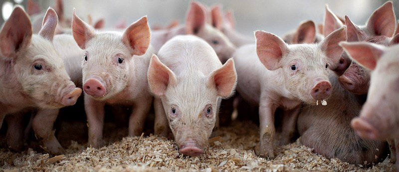 Все о свиньях в Саратове | ЗооТом портал о животных