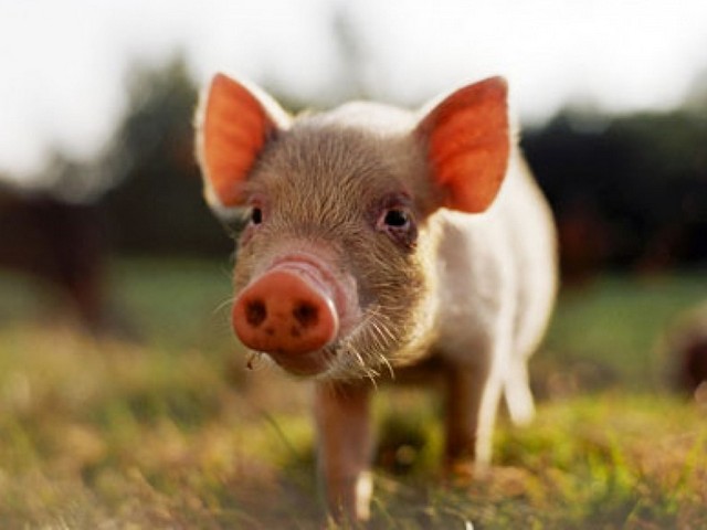 Все о свиньях в Саратове | ЗооТом портал о животных