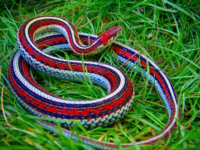 Все о змеях в Саратове | ЗооТом портал о животных