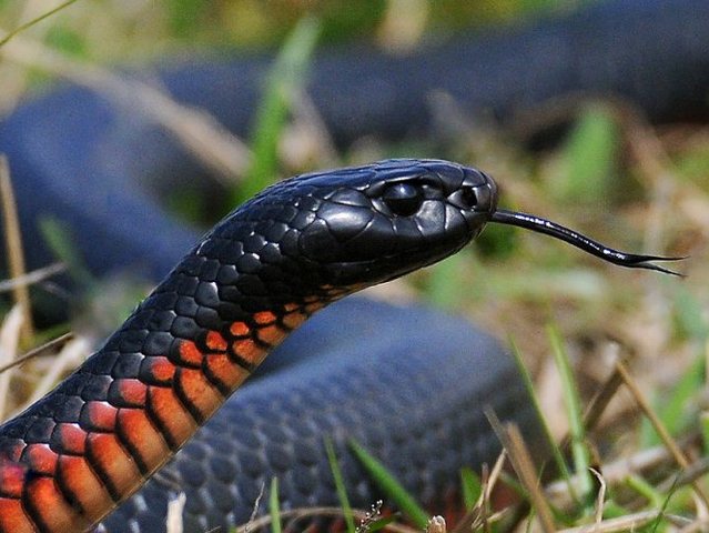 Все о змеях в Саратове | ЗооТом портал о животных